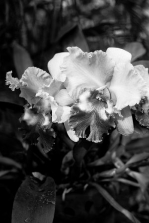 cattleya orchid in garden - Thailand