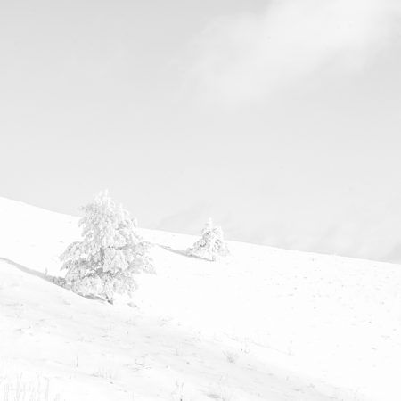 two pine tree - landscape - france - paysage hivernal