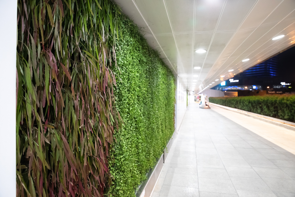 vegetal wall - Bangkok - nature urban - plant in city