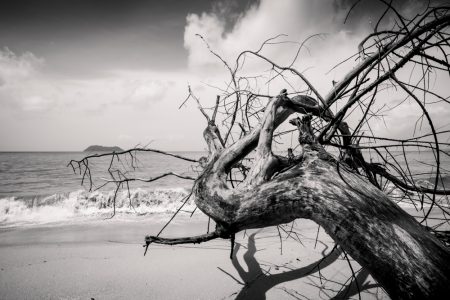 dead tree on the beach - laem-ngao - thailand