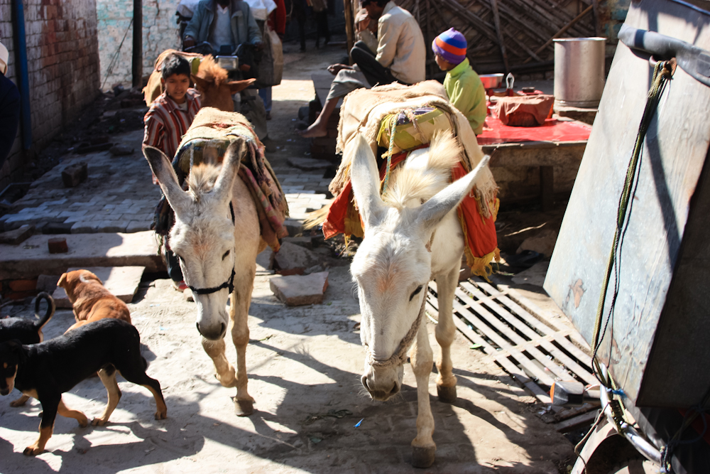Fatehpur Sikri - city - donkey