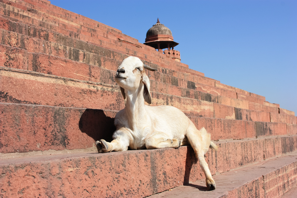Fatehpur Sikri - goat on ruins