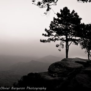 A pine tree - Phu ruea - thailand