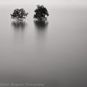Two tree - Thailand