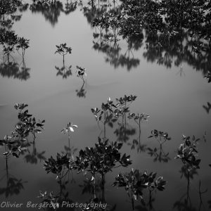 Young mangrove tree - Thailand