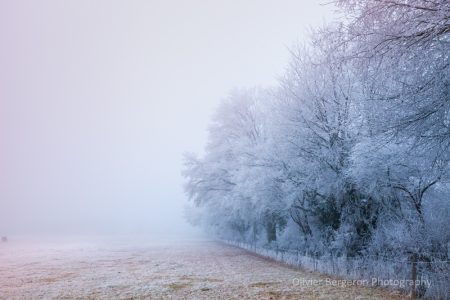 frozen field - France - Nievre -paysage d'hiver - winter landscape