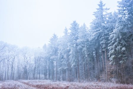 France - Nievre - paysage d'hiver - winter landscape