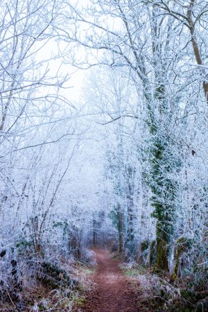 France - Nievre - paysage d'hiver - winter landscape