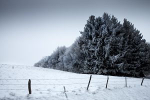 Tree line - Lac Pavin - Auvergne winter landscape - Auvergne paysage d'hiver