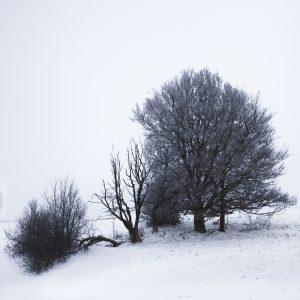Bosquet - Auvergne - France - winter landscape