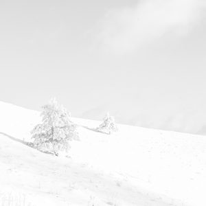 two pine tree - landscape - france - paysage hivernal