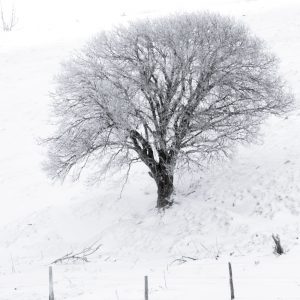 One tree - auvergne - france - winter landscape