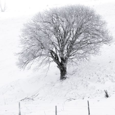 One tree - auvergne - france - winter landscape