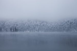 Tree line - Lac Pavin - auvergne - France