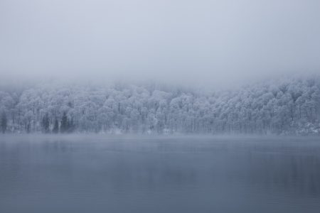 Tree line - Lac Pavin - auvergne - France