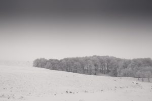 trees - Auvergne - France