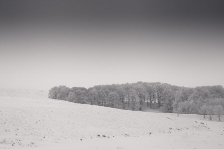 trees - Auvergne - France