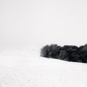 Trees - Auvergne - France
