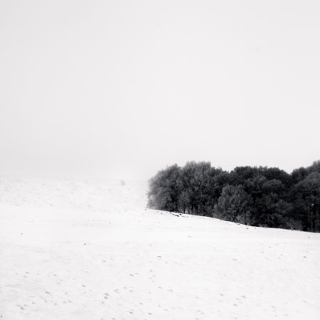 Trees - Auvergne - France