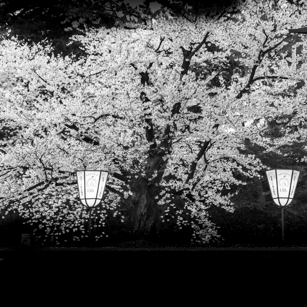 sakura tree - hirosaki