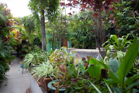 las golondrinas hotel - oaxaca - mexico - mexique