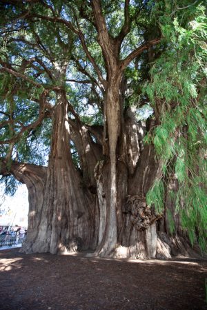 tule tree - Oaxaca