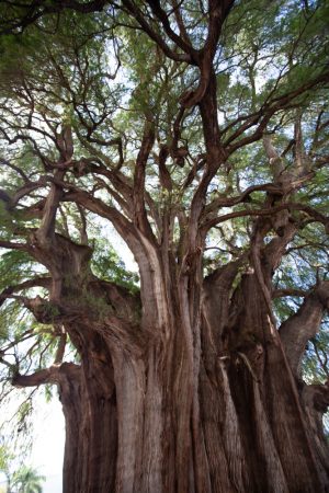 tule tree - Oaxaca